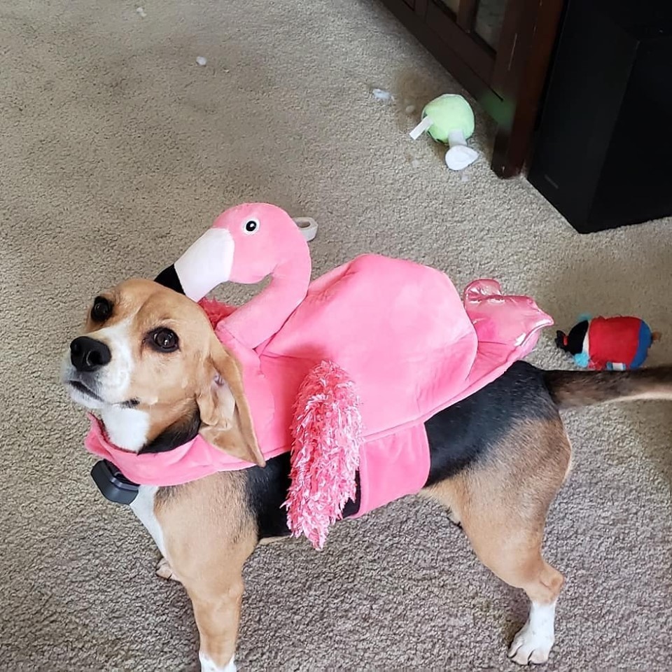 Dog hotsell flamingo costume