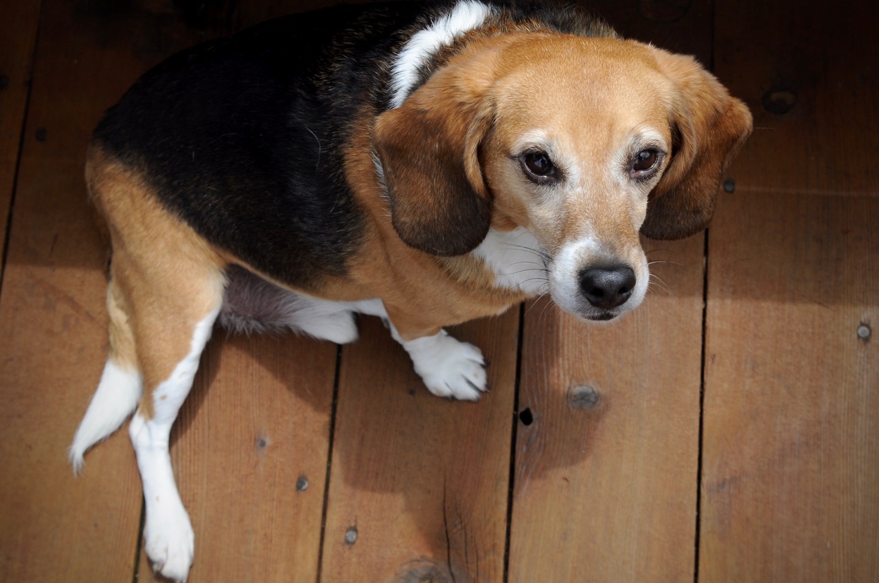 teddy the beagle