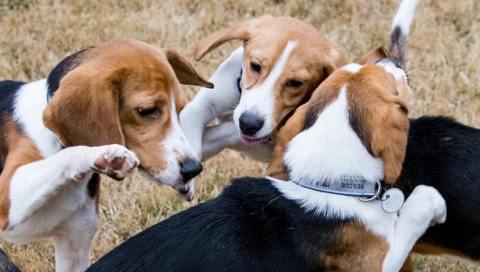Mizzou Researchers Sued for Blinding, Killing Beagles in Failed Experiment