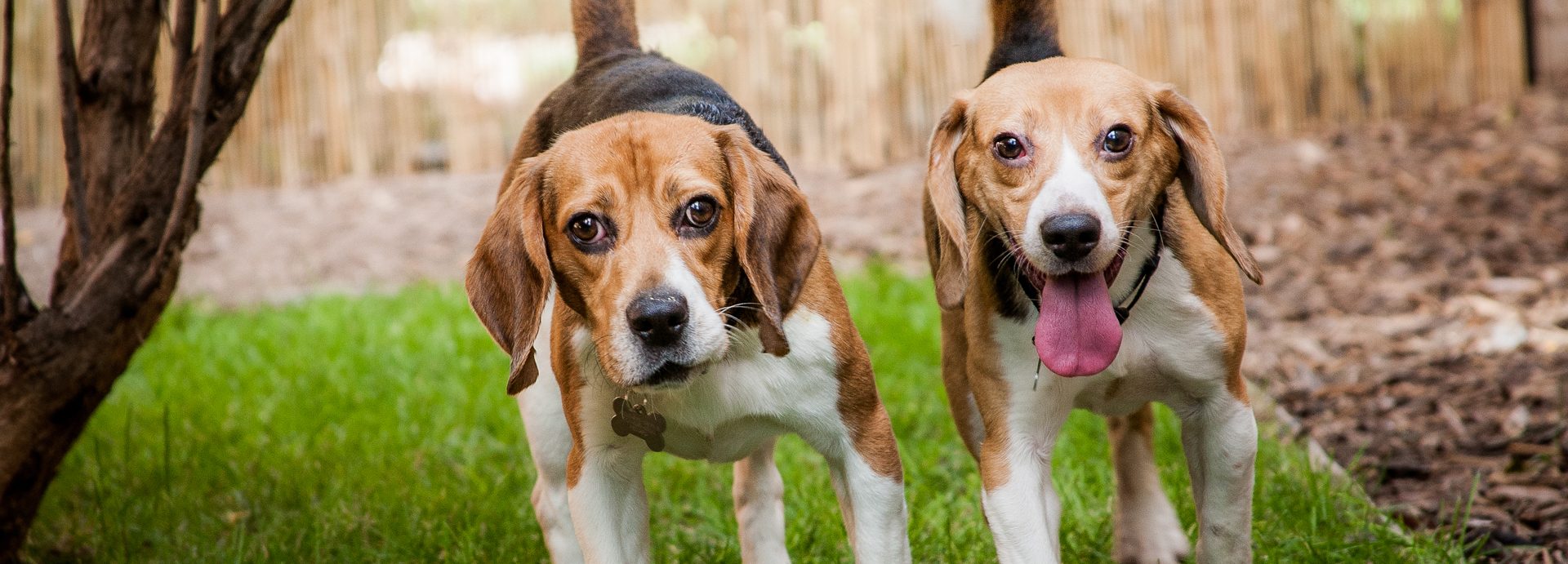 University of Missouri Researchers Blinded, Killed Six Beagles for Inconclusive Study