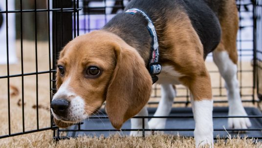 University of Missouri Researchers Blinded Puppies Before Euthanization