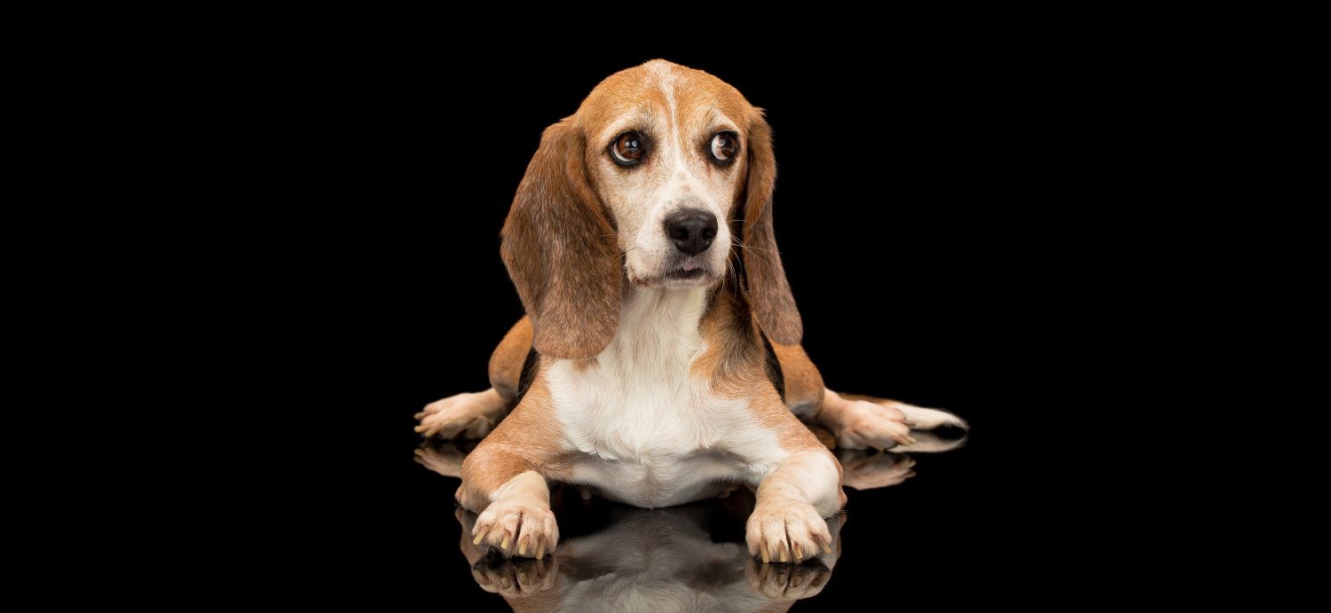 Beagle Freedom Project Files Lawsuit Against USDA-APHIS, in Effort to Restore the Animal Abuse Registry