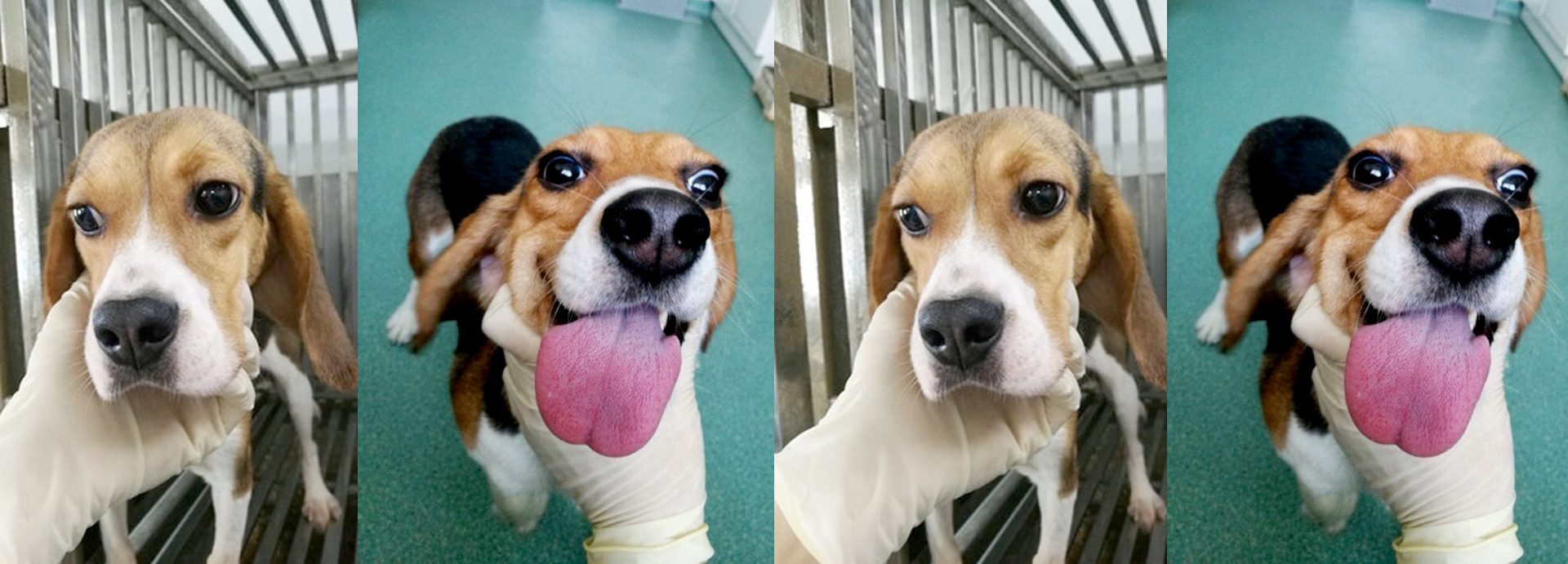 Meet 15 Beagles Rescued From China at Vanderpump Dogs!