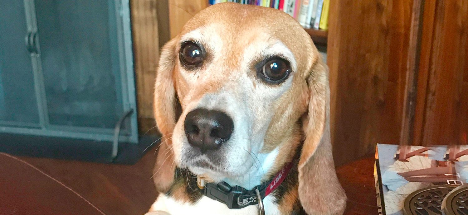 Rescue Beagles: A Life Away From The Lab
