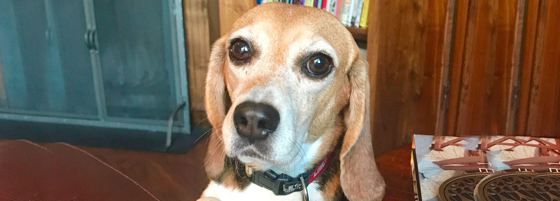 Beagle rehoming store