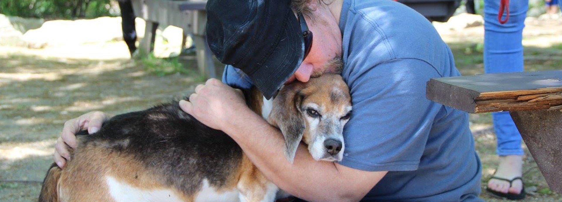 beagle inside teddy bear