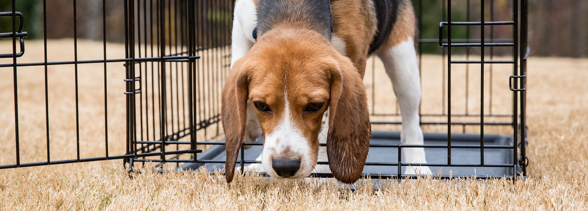 Bill Requiring Research Animals Get A Chance At Being Adopted Advances 