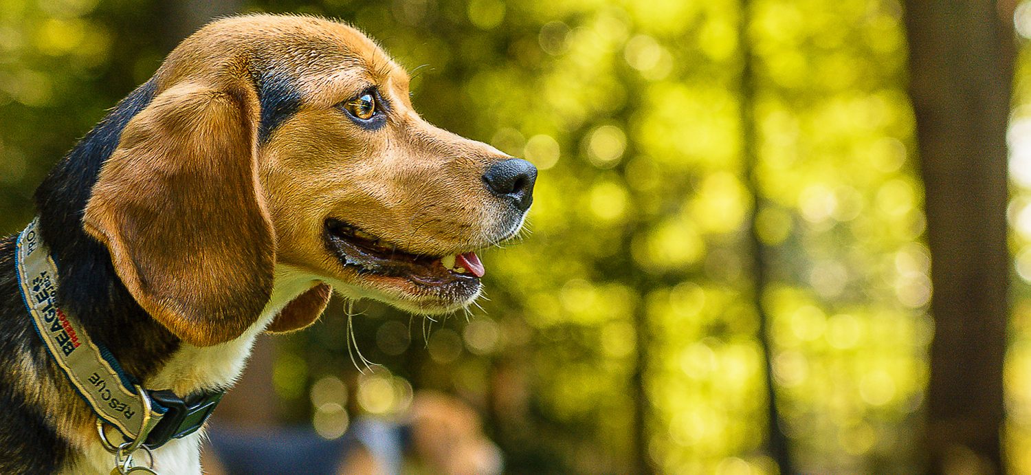 Maryland Passes ‘Beagle Freedom Bill’ to Help Research Dogs Get Adopted