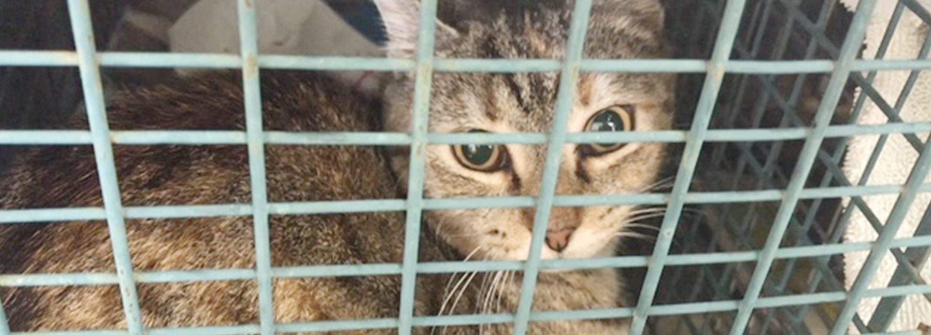 Delaware bill ordering research labs to release retired cats & dogs passes Senate