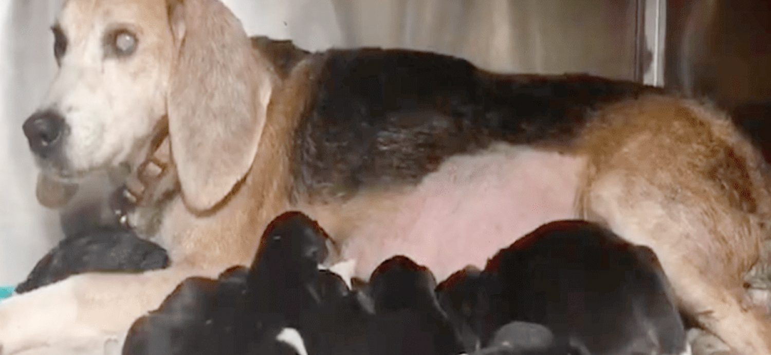 Heartwarming Story About a Beagle and Her Puppies Rescued From a Lab in China Will Make You Tear Up!