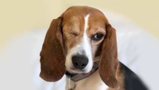 Resilient Beagle Who Spent Years in a Laboratory Cage Finally Finds Love and a Forever Family