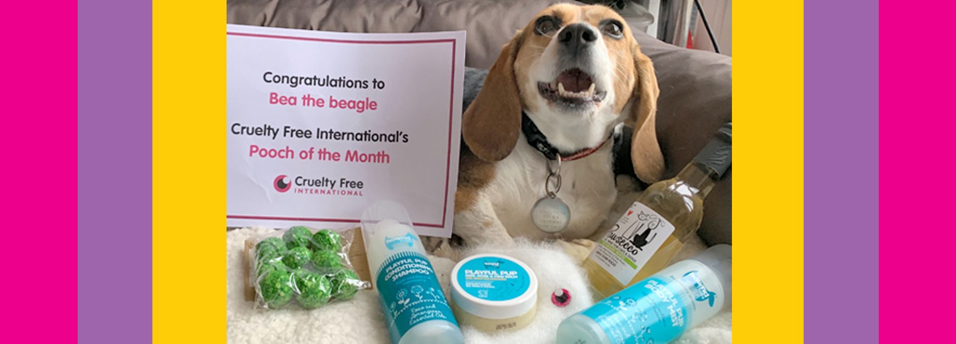 Inspirational beagle Bea is making the most of life outside of laboratories