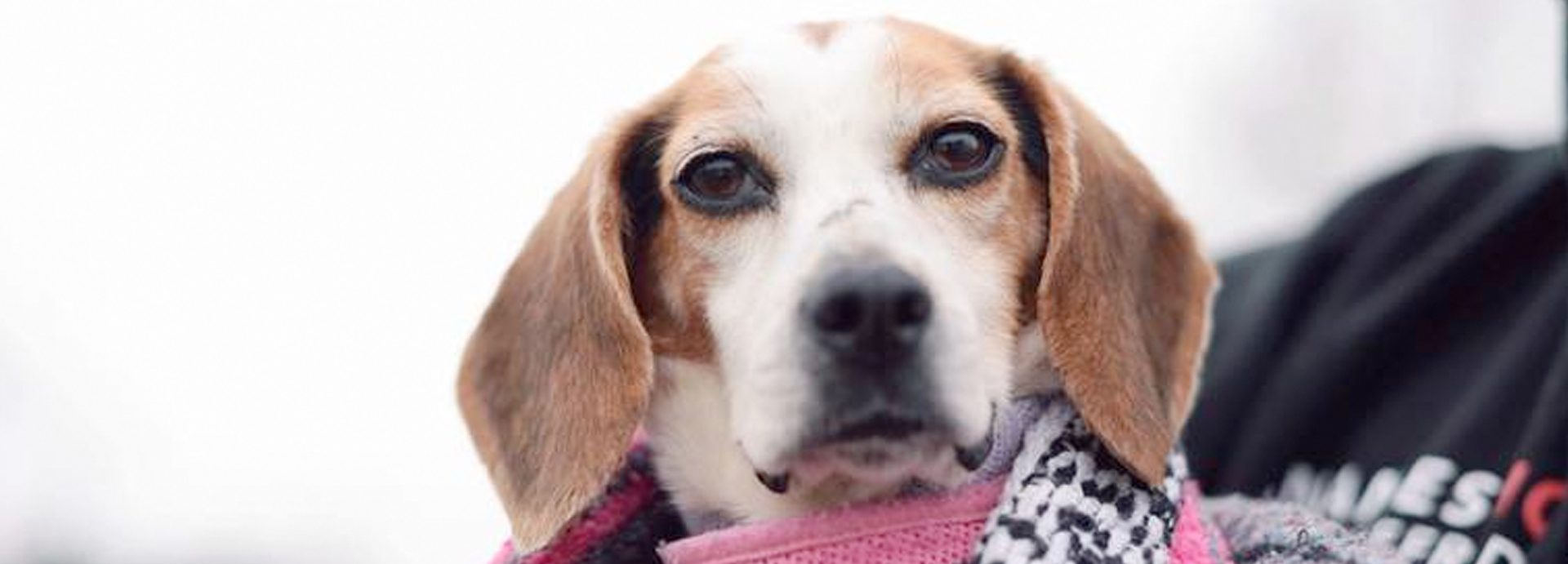 Paralyzed beagle found in Floyd County dump. She might have been lab test animal