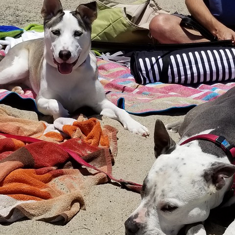 Lily at beach