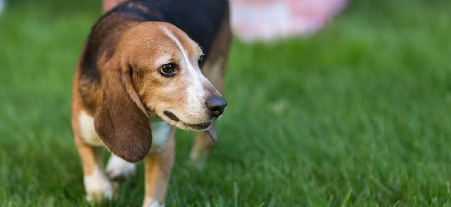 Elkhart woman shares story of adopting dog rescued from testing facility