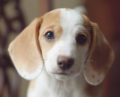 beagle rehoming