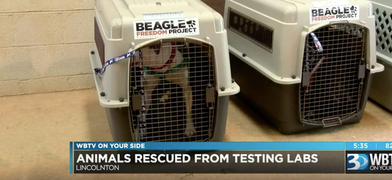 Laboratory animals from Mexico getting fresh start in NC