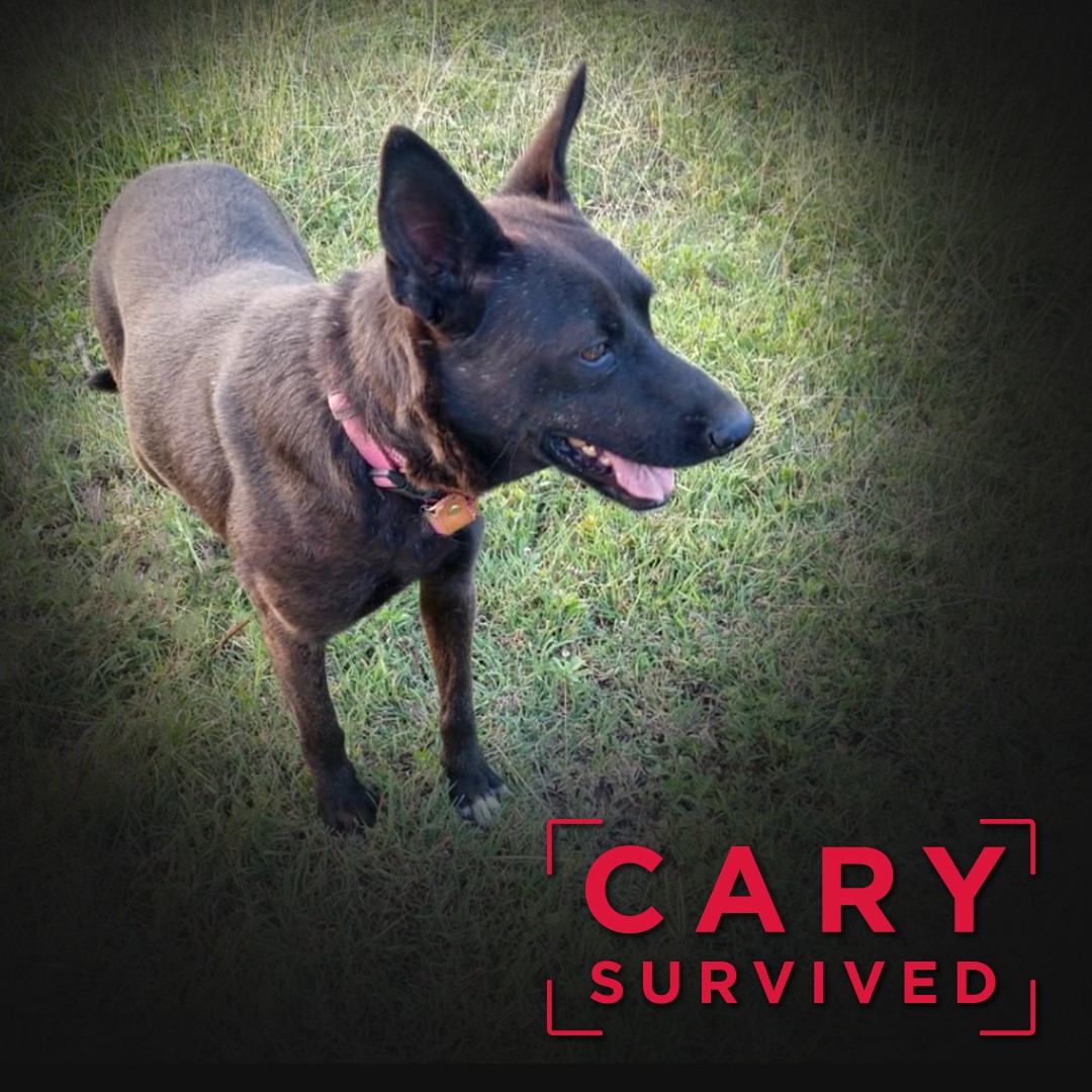 Mexico Lab Survivor - Cary