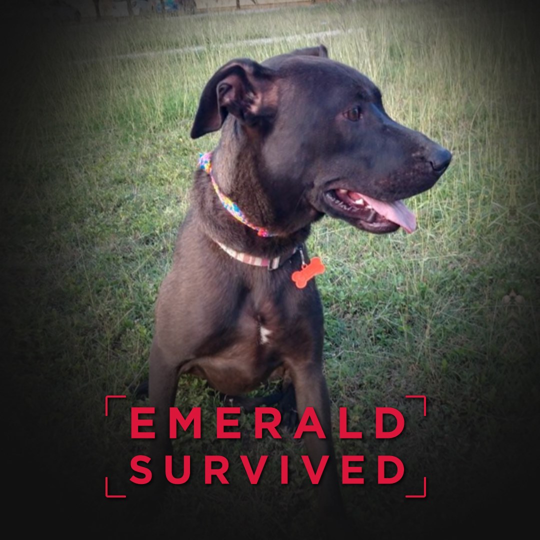 Mexico Lab Survivor - Emerald