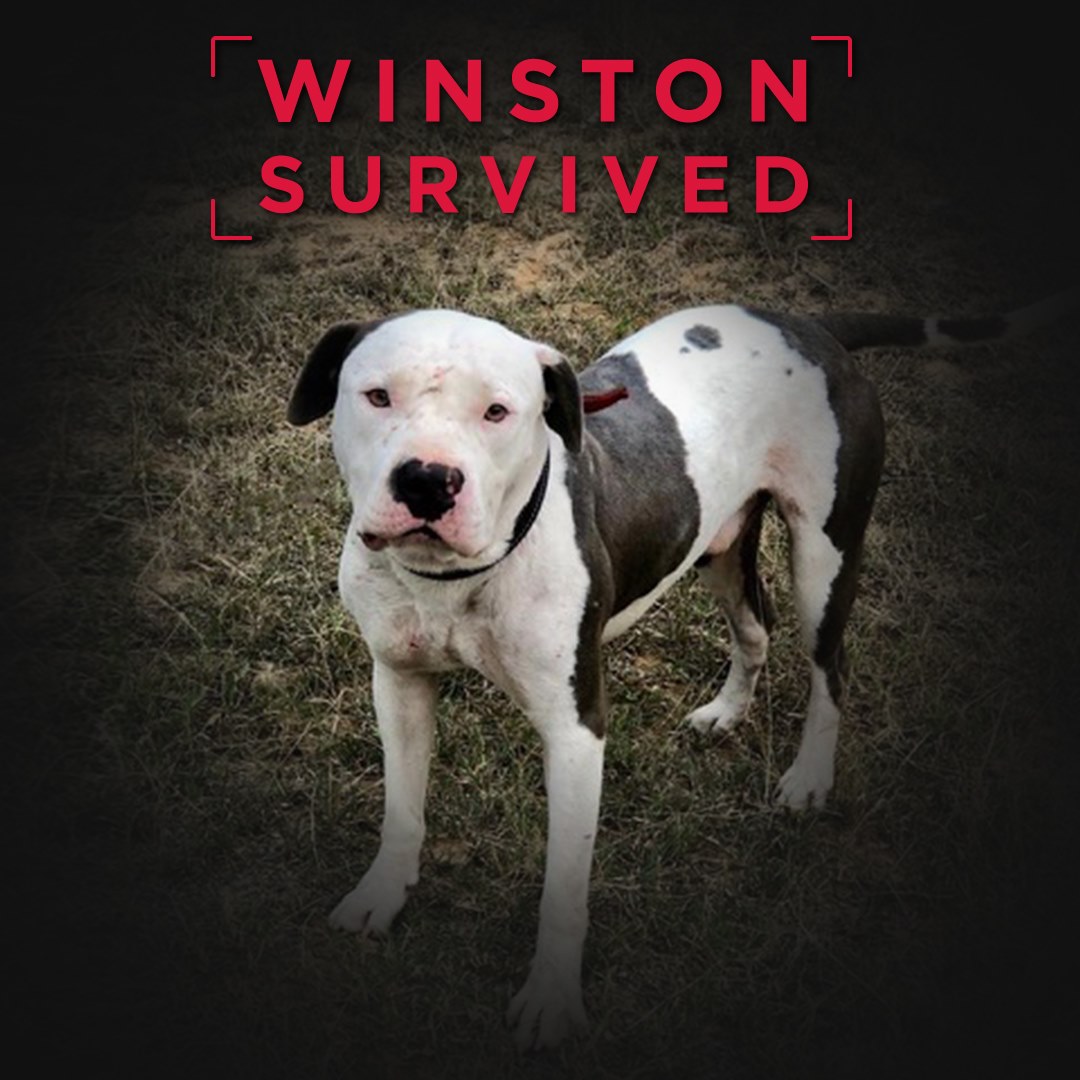 Mexico Lab Survivor - Winston