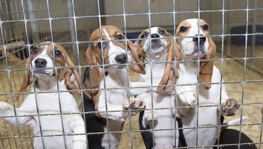 EPA announces Animal Testing phase out