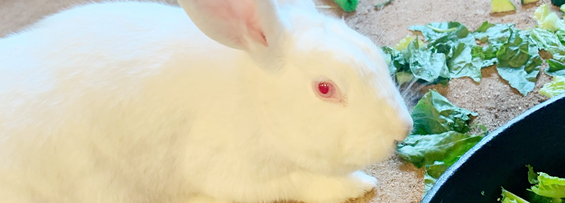 Holly, the Rescued Rabbit Finds Freedom After Spending Her Life in a Test Lab