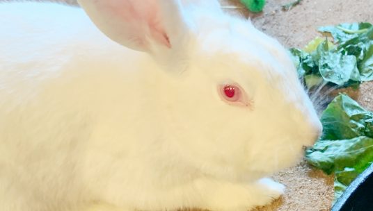Holly, the Rescued Rabbit Finds Freedom After Spending Her Life in a Test Lab