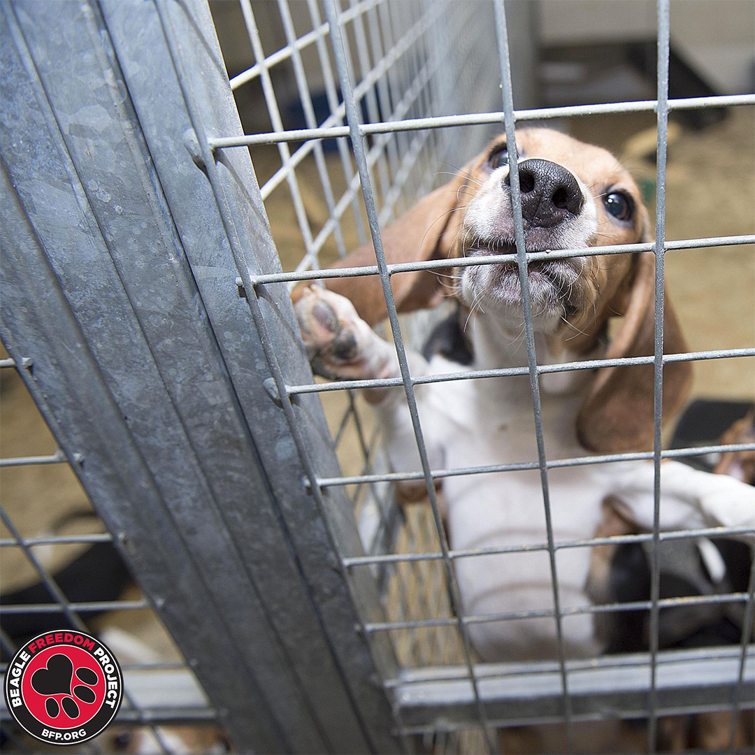 A Beagle in a cage