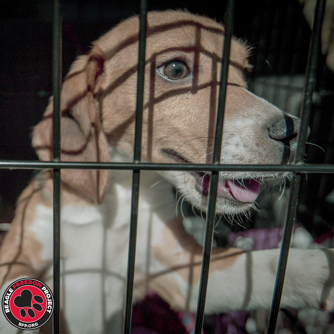 A Beagle in a cage