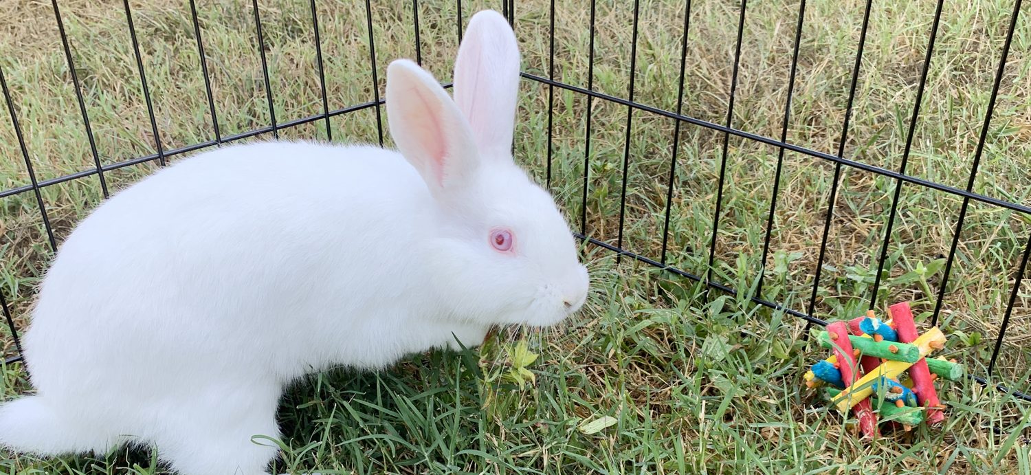 Moment 8 Ex-Lab Rabbits Feel Grass for the First Time: 'Welcome to Freedom'