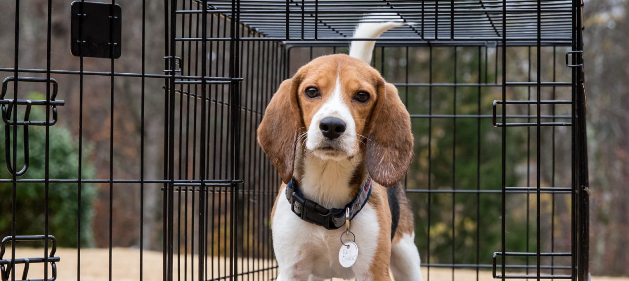 sunshine canyon dog rescue