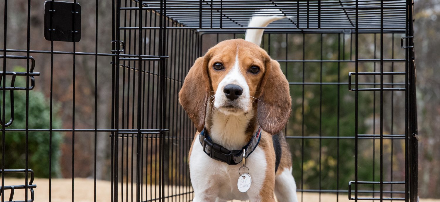 Beagle Freedom Bill provides for adoption after lab research is over