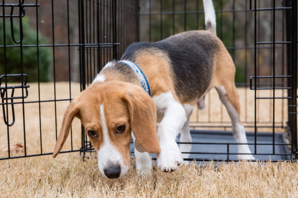 Beagle enjoying his freedom