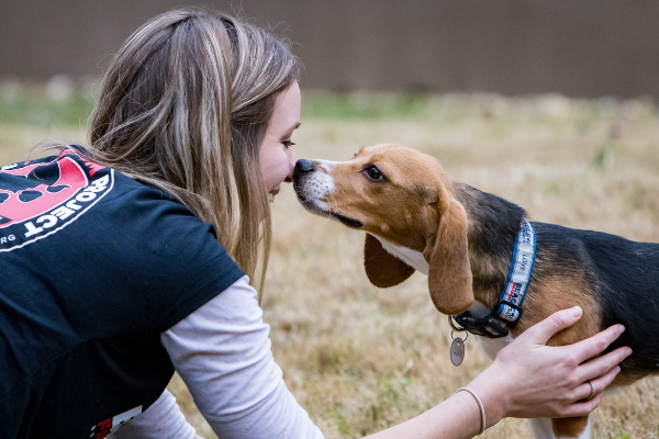 Beagle giving kisses