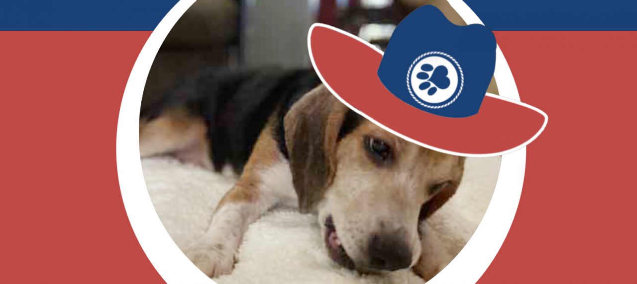 Walker's Texas Rangers 13 – Beagle Freedom Project