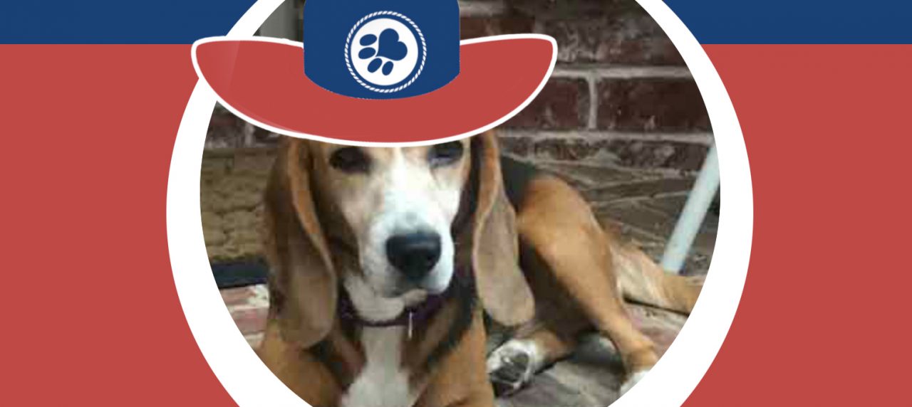 Walker's Texas Rangers 13 – Beagle Freedom Project