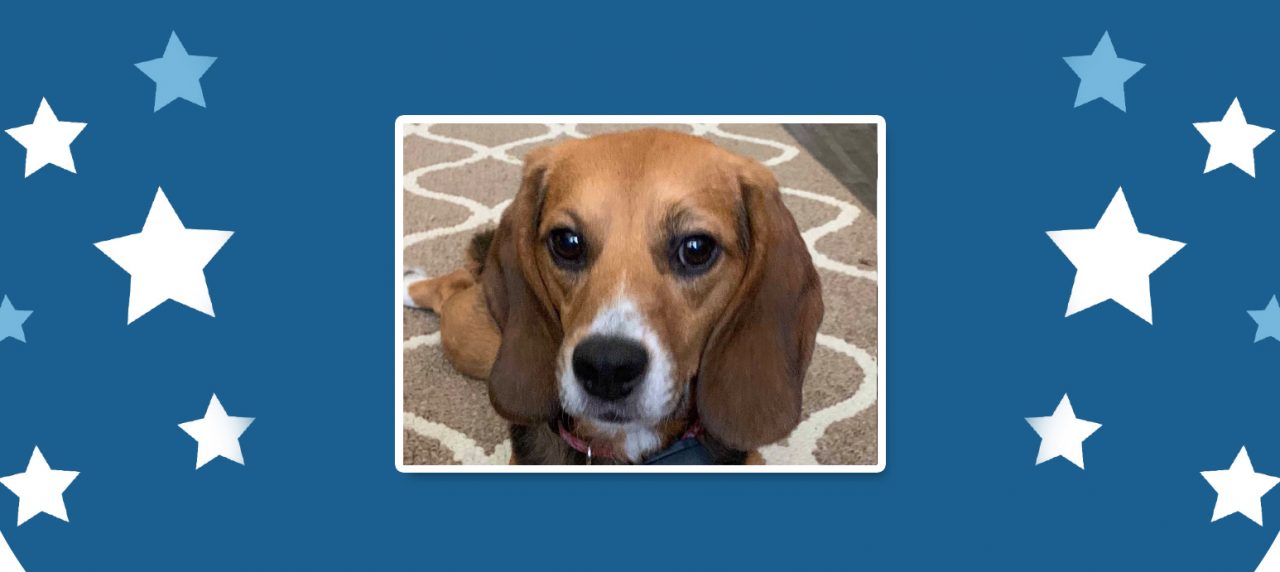 Pocket Beagles For Adoption