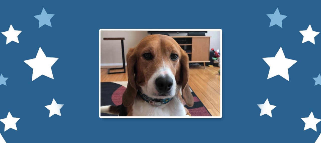 South Korean 29 – Beagle Freedom Project