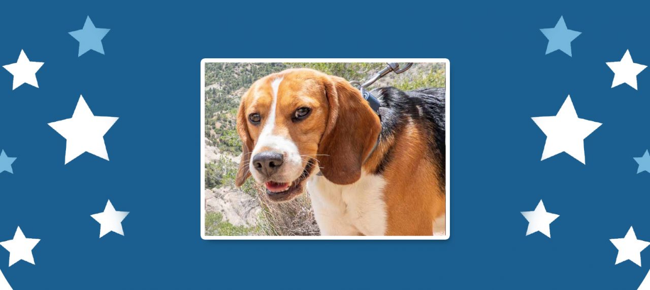 South Korean 29 – Beagle Freedom Project