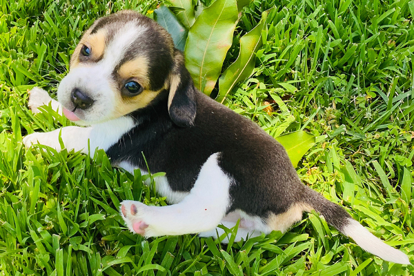 Baby rolling on the grass