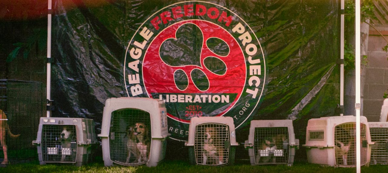 Walker's Texas Rangers 13 – Beagle Freedom Project