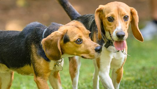 Grounds and Hounds Rescue Roast initiative partners with Beagle Freedom Project