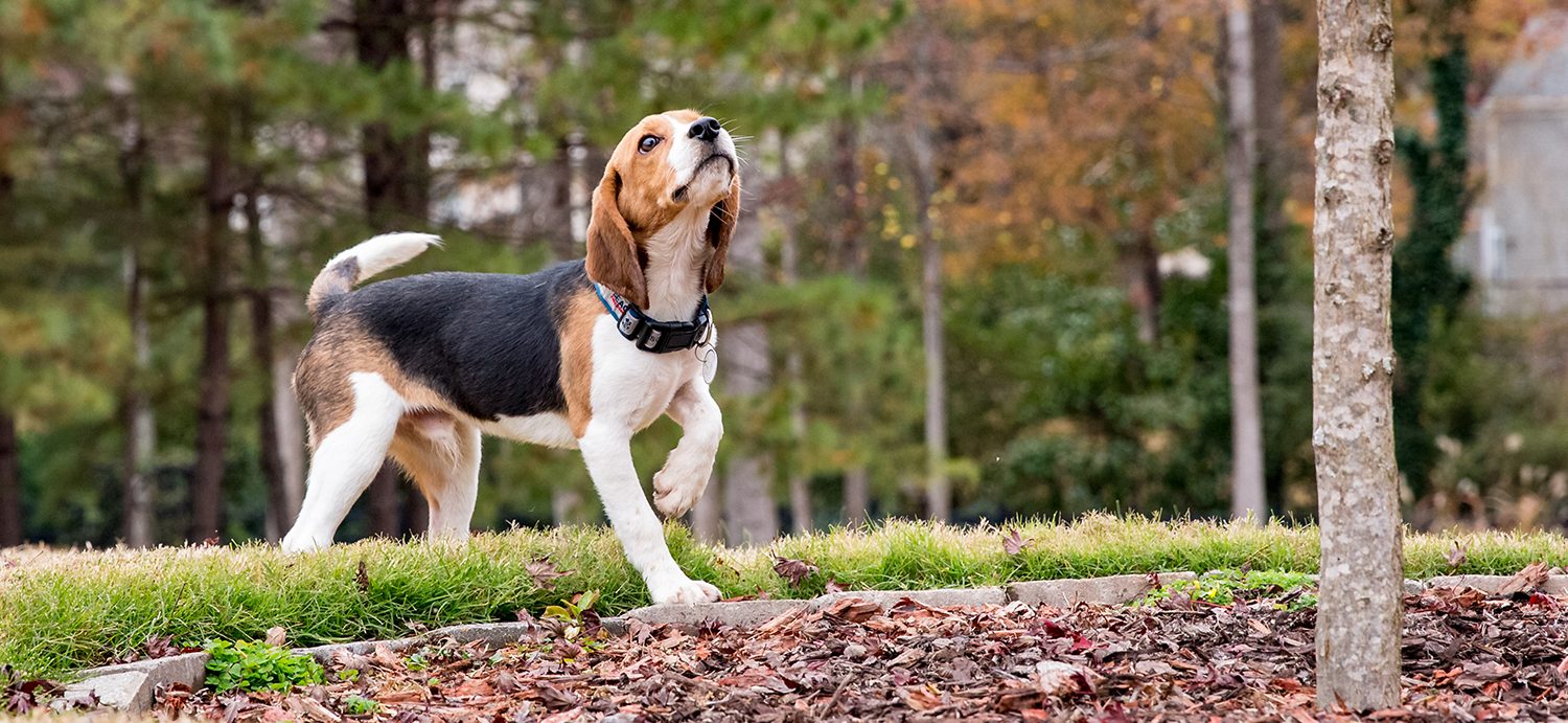 Beagle's First Walk After Spending 8 Years in a Laboratory Is So Beautiful to Witness