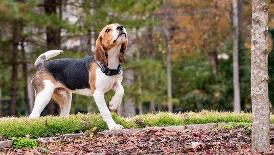 Beagle’s First Walk After Spending 8 Years in a Laboratory Is So Beautiful to Witness