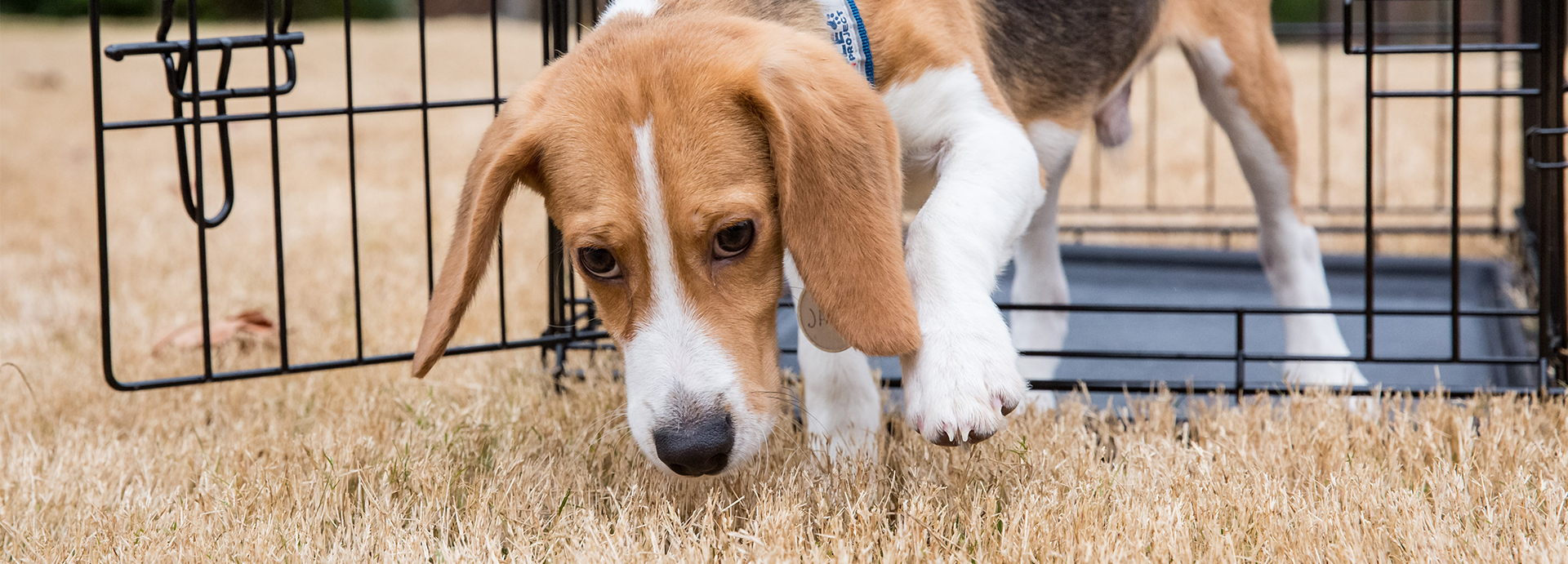 Beagles Take First Steps of Freedom After Being Rescued From Overseas Lab