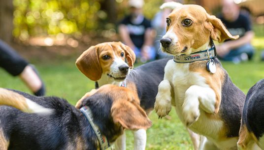 Fauci hammered by Beagle Freedom Project, threatened with lawsuit over gruesome dog experiments