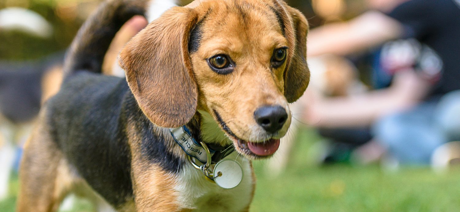 Rescue Spotlight: The Beagle Freedom Project by Hound Opinions