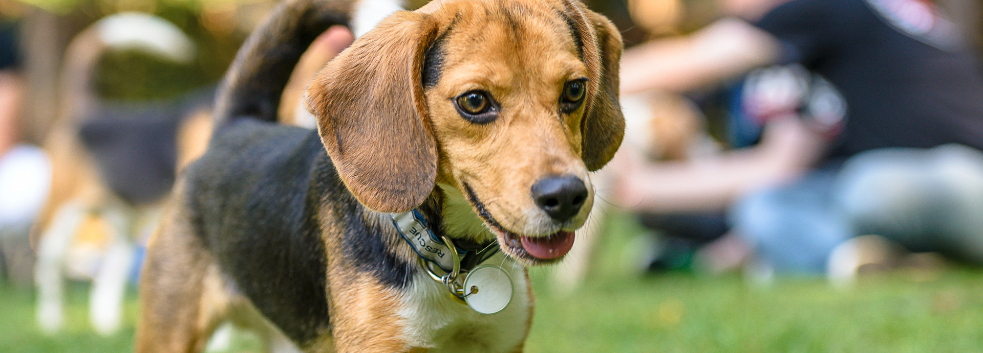 Rescue Spotlight: The Beagle Freedom Project by Hound Opinions
