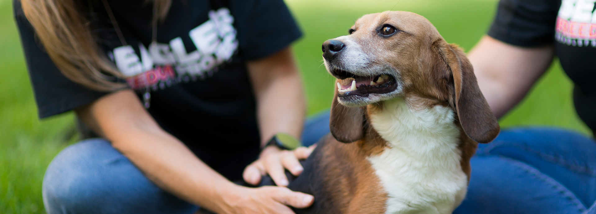 Beagle Freedom Project: Saving dogs from becoming lab rats