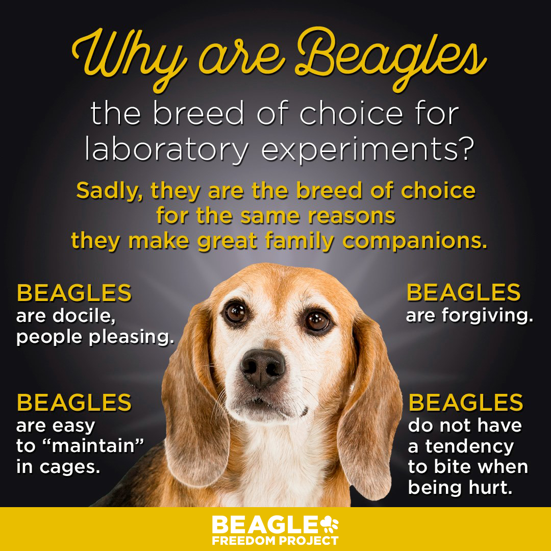 Why Beagles?